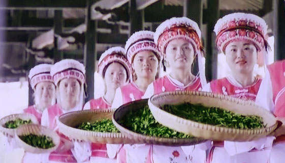 【關注】央視投放扶貧公益廣告 “桑植白茶”走出湖南紅向全國 