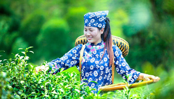 助農(nóng)有道，且看白族之鄉(xiāng)茶園好光景——“精準(zhǔn)扶貧十佳企業(yè)”湖南湘豐桑植白茶有限公司