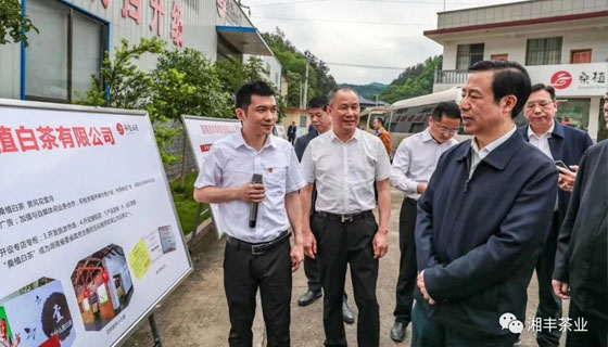 湖南省委副書記、省長許達(dá)哲視察湘豐桑植白茶公司