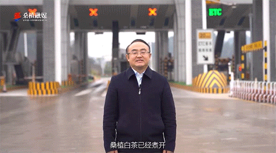 縣長兩次喊話的背后，桑植白茶都是不可忽視的背景元素！